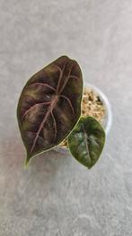 Alocasia Azlanii, Ophalen of Verzenden, Halfschaduw, Minder dan 100 cm