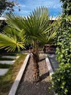 Chinese waaierpalm 210 cm, stam 90 cm., Tuin en Terras, Planten | Bomen, Ophalen, Overige soorten
