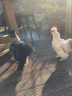 Twee of een haan lieve hanen️, Dieren en Toebehoren, Pluimvee, Mannelijk, Kip