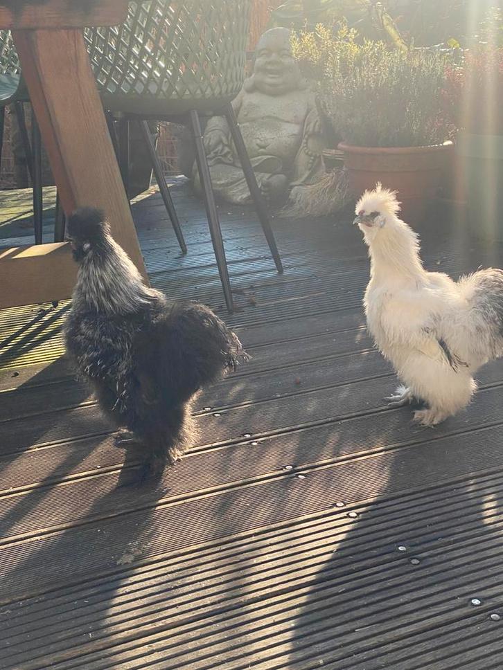 Twee of een haan lieve hanen️, Dieren en Toebehoren, Pluimvee, Kip, Mannelijk