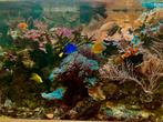 Levende have zee aquarium, Dieren en Toebehoren, Vissen | Aquariumvissen, Vis