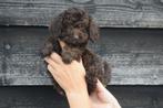 Poedel pups mooie keuze, Poedel, België, 15 weken tot 1 jaar, Meerdere