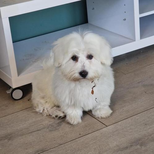 Coton de tulear, Dieren en Toebehoren, Honden | Chihuahua's en Gezelschapshonden, Meerdere dieren, Overige rassen, Particulier