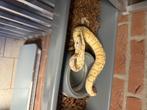 Ball python, Dieren en Toebehoren, Slang, 0 tot 2 jaar, Tam