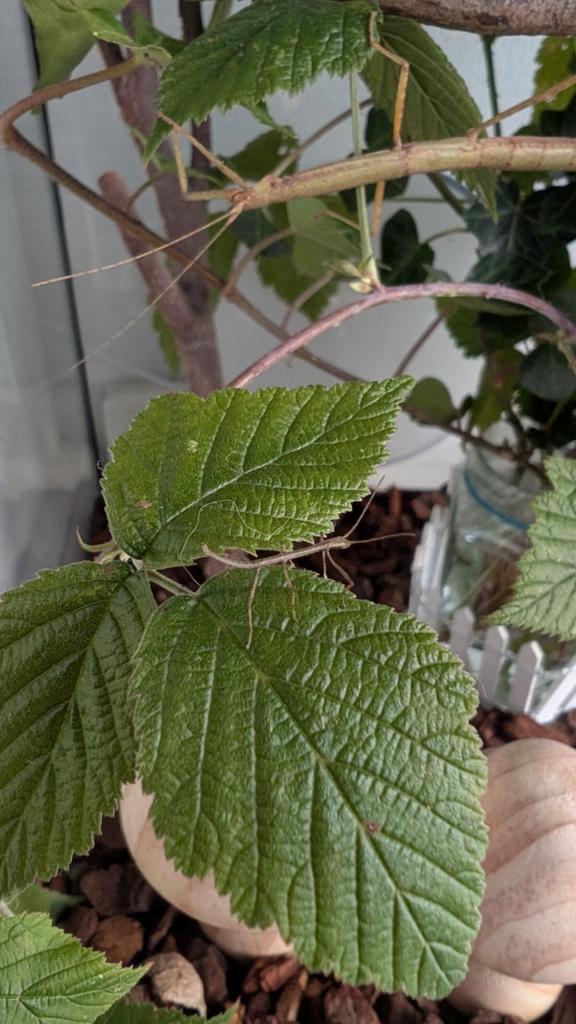 Wandelende takken nimfen gratis, Dieren en Toebehoren, Insecten en Spinnen, Wandelende tak