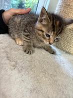 Ik verkoop mijn  britse korthaar kittens, Meerdere dieren