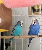2 lieve grasparkieten te koop incl. kooi en accessoires, Meerdere dieren, Parkiet