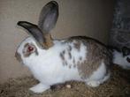 Lotharing ram, Dieren en Toebehoren, Konijnen, Mannelijk, Groot, 0 tot 2 jaar