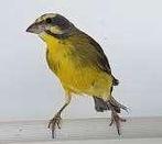 Mozambiquesijspop gezocht, Vrouwelijk, Tropenvogel