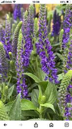 veronica spicata aniversity lage veronica, Overige soorten, Vaste plant, Ophalen of Verzenden, Halfschaduw