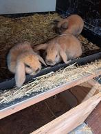 Konijnen, Dieren en Toebehoren, Vrouwelijk, Dwerg, 0 tot 2 jaar