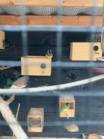 Gouldamadine man zwartkop/paarsborst, Dieren en Toebehoren, Vogels | Overige Vogels, Mannelijk