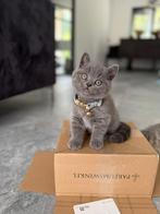 ✨Britse Korthaar✨, Dieren en Toebehoren, Katten en Kittens | Raskatten | Korthaar, Kater, Ontwormd, 0 tot 2 jaar