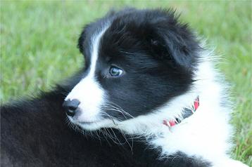 Nog 1 border collie teefje met stamboom beschikbaar  beschikbaar voor biedingen