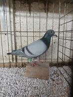 Kleurpostduiv indigo, Dieren en Toebehoren, Mannelijk, Postduif