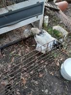 Twee Brahma hanen, Dieren en Toebehoren, Pluimvee, Mannelijk, Kip