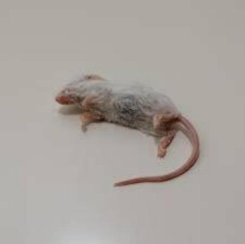 Diepvries muizen en ratten bestel je bij csreptiles Venlo, Dieren en Toebehoren, Reptielen en Amfibieën | Toebehoren, Nieuw, Overige typen