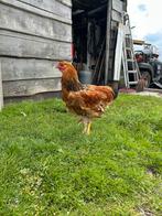 Haan zoekt goed huis, Dieren en Toebehoren, Pluimvee, Mannelijk, Kip