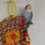 Grasparkiet vrouwtje ( popje ) parkiet grasparkieten, Vrouwelijk, Parkiet