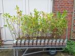 Mooie Magnolia Stellata (Beverboom/ stermagnolia), Ophalen of Verzenden, Overige soorten, 100 tot 250 cm