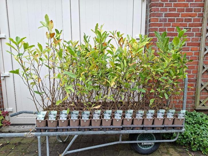 Mooie Magnolia Stellata (Beverboom/ stermagnolia), Tuin en Terras, Planten | Struiken en Hagen, Overige soorten, 100 tot 250 cm