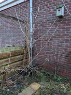 Vlier struik - Zelf uitgraven vlier vlierbessen, Ophalen, Halfschaduw, Overige soorten, 100 tot 250 cm