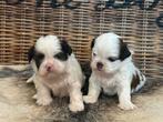 Shih Tzu puppies, Parvo, België, Overige rassen, 8 tot 15 weken