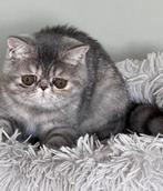 Exotic shorthair kittens, Dieren en Toebehoren, Poes, Gechipt