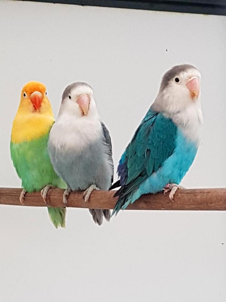 Fischerie, Dieren en Toebehoren, Vogels | Parkieten en Papegaaien, Dwergpapegaai of Agapornis, Meerdere dieren, Geringd
