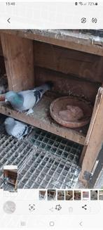 Takla kopil   met één koppelen jonkies, Dieren en Toebehoren, Vogels | Duiven, Meerdere dieren