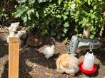 Diverse Amerikaanse Zijdehoendes te koop., Dieren en Toebehoren, Pluimvee, Vrouwelijk, Kip