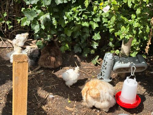 Diverse Amerikaanse Zijdehoendes te koop., Dieren en Toebehoren, Pluimvee, Kip, Vrouwelijk