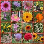 Biologische bloemzaden - onbespoten uit eigen tuin, Ophalen of Verzenden, Voorjaar, Volle zon, Zaad