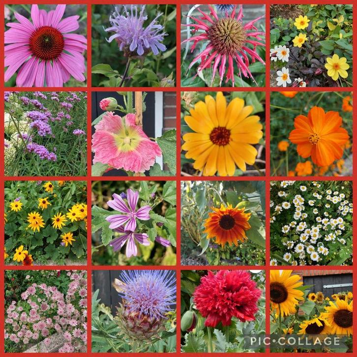 Biologische bloemzaden - onbespoten uit eigen tuin, Tuin en Terras, Bloembollen en Zaden, Zaad, Voorjaar, Volle zon, Ophalen of Verzenden