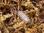 Armadillidium nasatum, Overige soorten