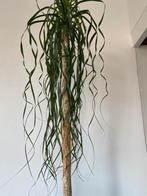 Olifantplant, Ophalen, 200 cm of meer, Overige soorten, In pot
