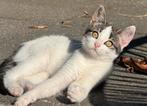 Leuke tamme kittens, poezen, Dieren en Toebehoren, Katten en Kittens | Overige Katten, Poes