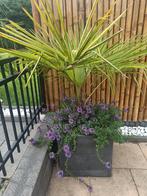 Palm Met Sierbloemen In Granieten Pot - Wegens Verhuizing, Ophalen, Volle zon