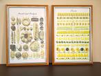 Twee prachtige ingelijste posters  ,,Brood & Pasta, Huis en Inrichting, Minder dan 50 cm, 50 tot 75 cm, Ophalen of Verzenden, Zo goed als nieuw
