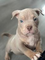 Prachtige american pocket bully pups met stamboom, 8 tot 15 weken, Parvo, Bulldog, Meerdere