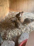 Te koop jungle Bush kwartels, Dieren en Toebehoren, Pluimvee, Meerdere dieren, Overige soorten