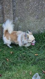 Chihuahua reu, Dieren en Toebehoren, Honden | Chihuahua's en Gezelschapshonden, België, Particulier, Reu, Eén hond