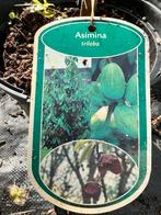 Asimina triloba 40-80 cm elke 2e Gratis, Ophalen, Overige soorten, Volle zon