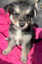 Al deze  kleintjes zijn ter adoptie! zoeken een baasje, Dieren en Toebehoren, Honden | Niet-rashonden, Particulier, Rabiës (hondsdolheid)