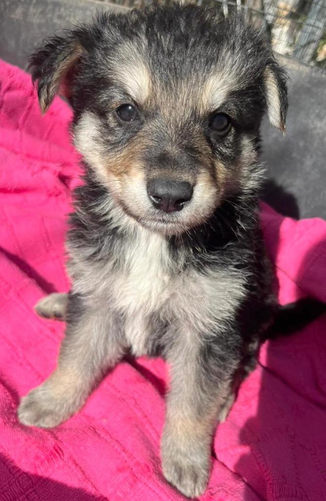 Al deze  kleintjes zijn ter adoptie! zoeken een baasje, Dieren en Toebehoren, Honden | Niet-rashonden, Middel, Meerdere dieren