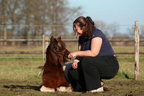 Pony/ kinder lessen met lespaarden, Dieren en Toebehoren, Paarden en Pony's | Verzorgingsproducten, Nieuw, Ophalen