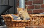 Lieve kittens te koop., Dieren en Toebehoren, Katten en Kittens | Overige Katten, Meerdere dieren, Kortharig, 0 tot 2 jaar