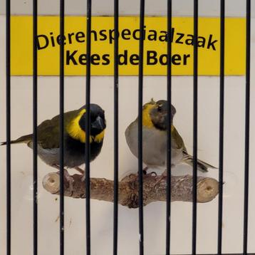 Koppeltje cubavinken  beschikbaar voor biedingen