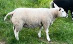 Super beste texelaar dekrammen te koop, Dieren en Toebehoren, Schapen, Geiten en Varkens