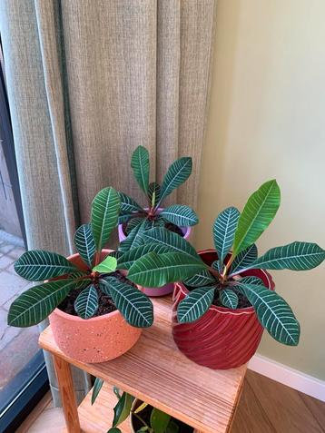 Madagascar Jewel plant met pot beschikbaar voor biedingen